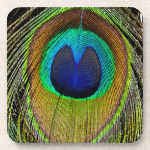Male peacock tail feathers coaster