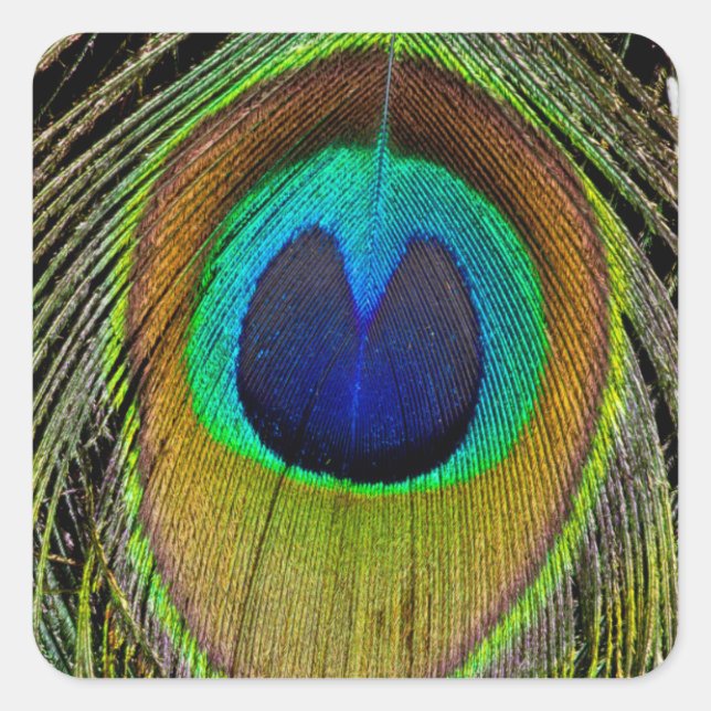 Male peacock tail feathers square sticker (Front)