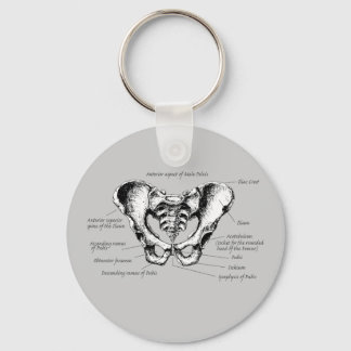 Male Pelvis Details Key Ring