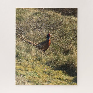 Male pheasant in the nature jigsaw puzzle