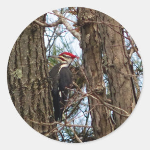 Male Pileated Woodpecker Classic Round Sticker