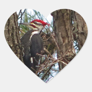 Male Pileated Woodpecker Heart Sticker