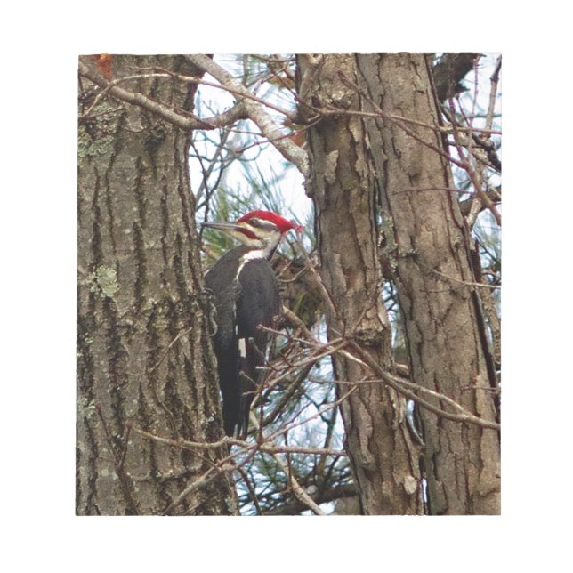 Male Pileated Woodpecker Notepad (Front)