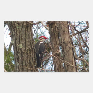 Male Pileated Woodpecker Rectangular Sticker