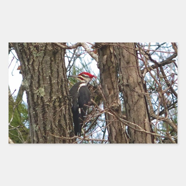 Male Pileated Woodpecker Rectangular Sticker (Front)