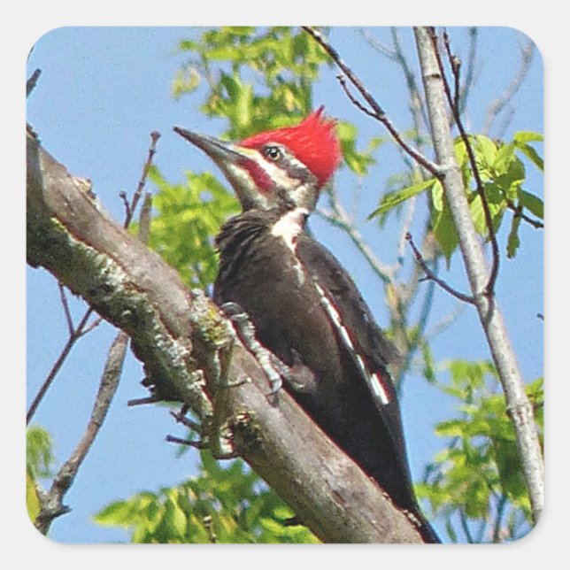 Male Pileated Woodpecker Square Sticker (Front)