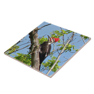 Male Pileated Woodpecker Tile