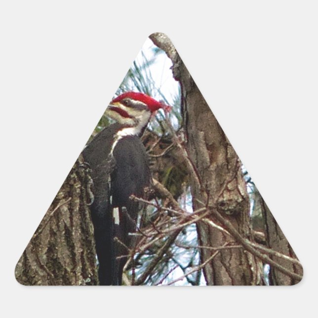 Male Pileated Woodpecker Triangle Sticker (Front)