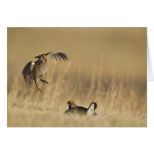 Male prairie chickens at lek in Loup County