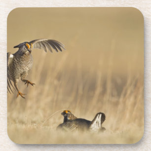 Male prairie chickens at lek in Loup County Coaster