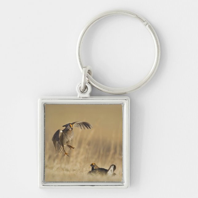 Male prairie chickens at lek in Loup County Key Ring (Front)