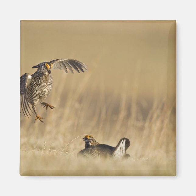 Male prairie chickens at lek in Loup County Magnet (Front)