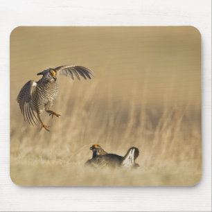 Male prairie chickens at lek in Loup County Mouse Mat
