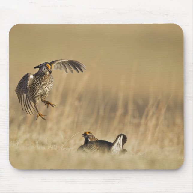 Male prairie chickens at lek in Loup County Mouse Mat (Front)