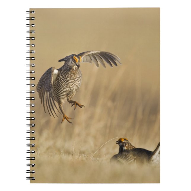 Male prairie chickens at lek in Loup County Notebook (Front)