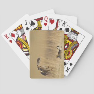 Male prairie chickens at lek in Loup County Playing Cards