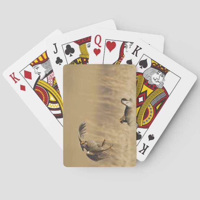Male prairie chickens at lek in Loup County Playing Cards (Back)