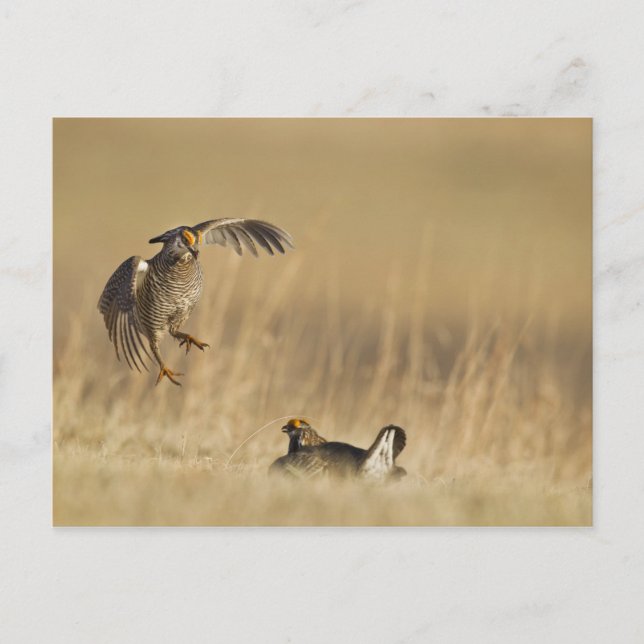 Male prairie chickens at lek in Loup County Postcard (Front)