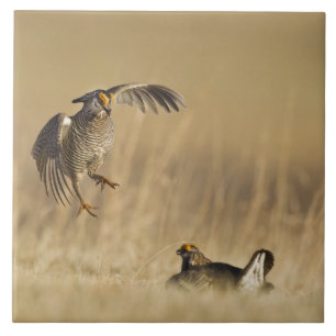 Male prairie chickens at lek in Loup County Tile