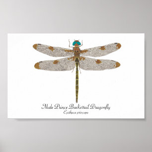Male Prince Baskettail Poster