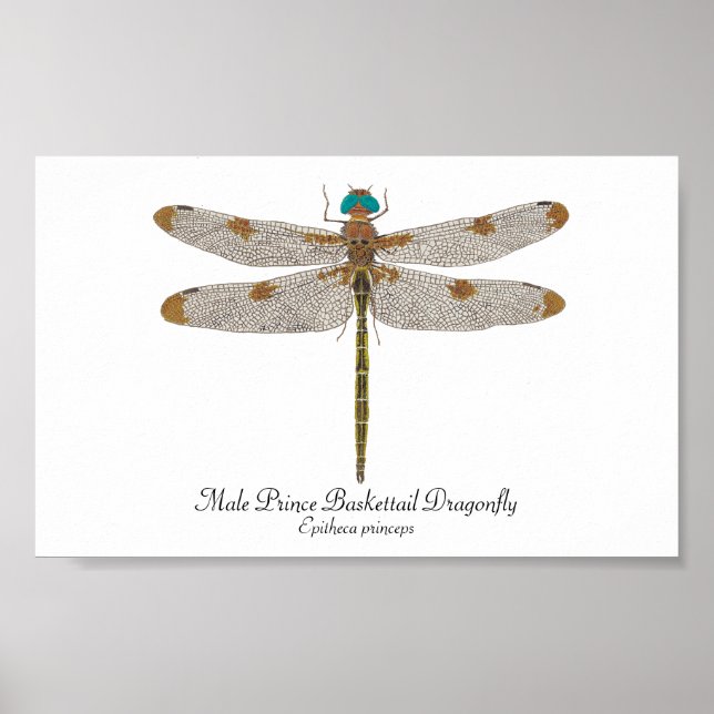Male Prince Baskettail Poster (Front)