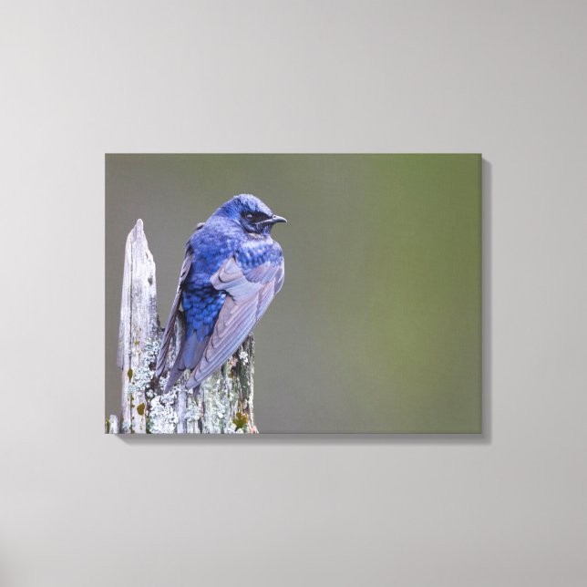 Male Purple Martin nest over Lake Sammamish Canvas Print (Front)