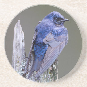 Male Purple Martin nest over Lake Sammamish Coaster