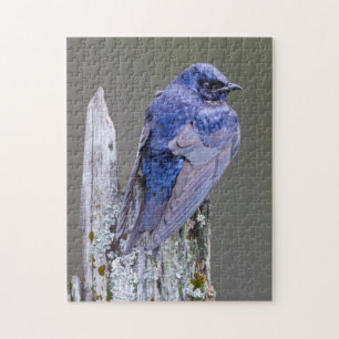 Male Purple Martin nest over Lake Sammamish Jigsaw Puzzle