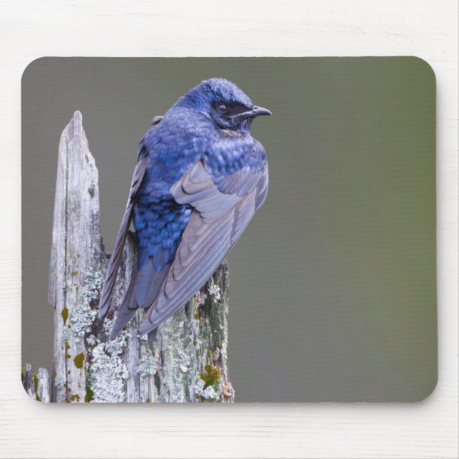 Male Purple Martin nest over Lake Sammamish Mouse Mat (Front)