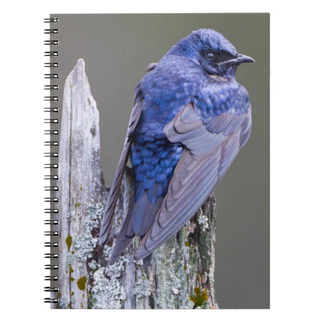 Male Purple Martin nest over Lake Sammamish Notebook (Front)