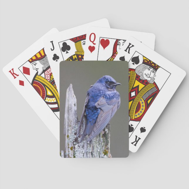 Male Purple Martin nest over Lake Sammamish Playing Cards (Back)
