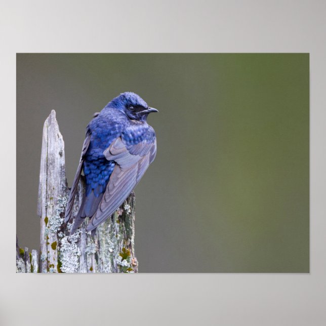 Male Purple Martin nest over Lake Sammamish Poster (Front)