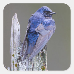 Male Purple Martin nest over Lake Sammamish Square Sticker