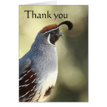 Male Quail, thank you