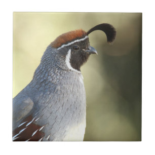 Male Quail Tile