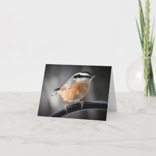 Male Red-breasted Nuthatch blank inside Card