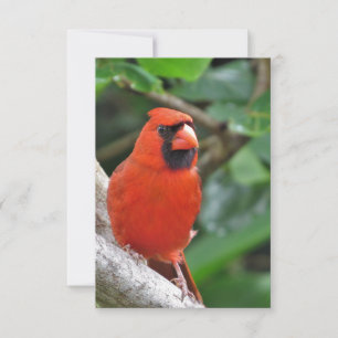 Male Red Cardinal on Branch Blank Note Card