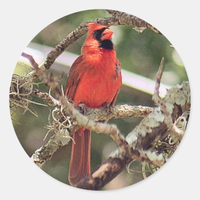 Male Red Cardinal Round Stickers (Front)