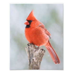 Male Red Cardinal Snowy Branch Snowy Tree Stump Photo Print
