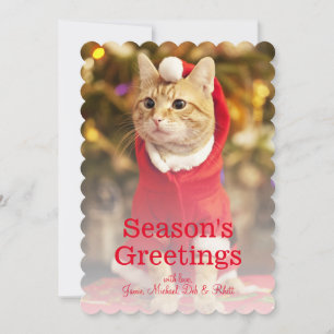 Male red cat wearing santa costume holiday card