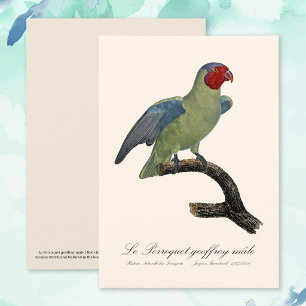 Male Red-Cheeked Parrot, Geoffroyus geoffroyi Thank You Card