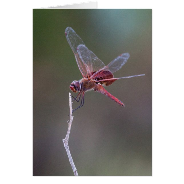Male Red Saddlebags Dragonfly (Front)