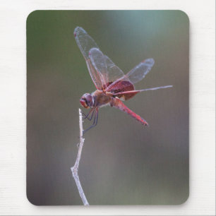 Male Red Saddlebags Dragonfly Mouse Mat