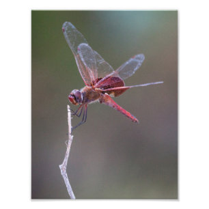 Male Red Saddlebags Dragonfly Photo Print