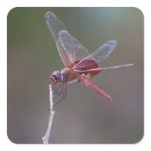 Male Red Saddlebags Dragonfly