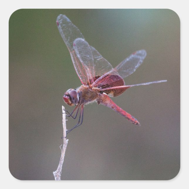 Male Red Saddlebags Dragonfly Square Sticker (Front)