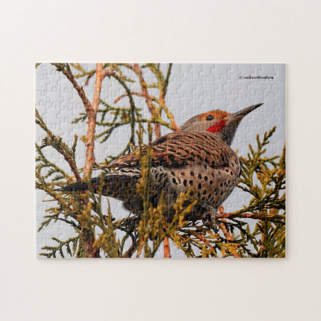 Male Red-Shafted Northern Flicker in a Tree Jigsaw Puzzle (Horizontal)