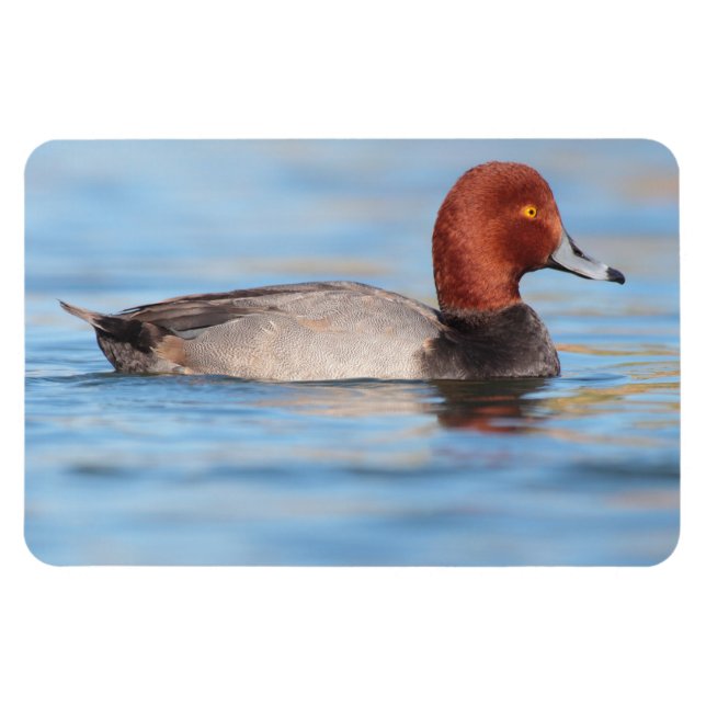 Male Redhead duck Magnet (Horizontal)