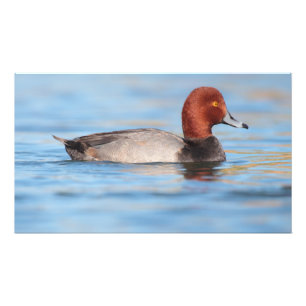 Male Redhead duck Photo Print