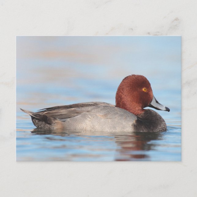 Male Redhead duck Postcard (Front)